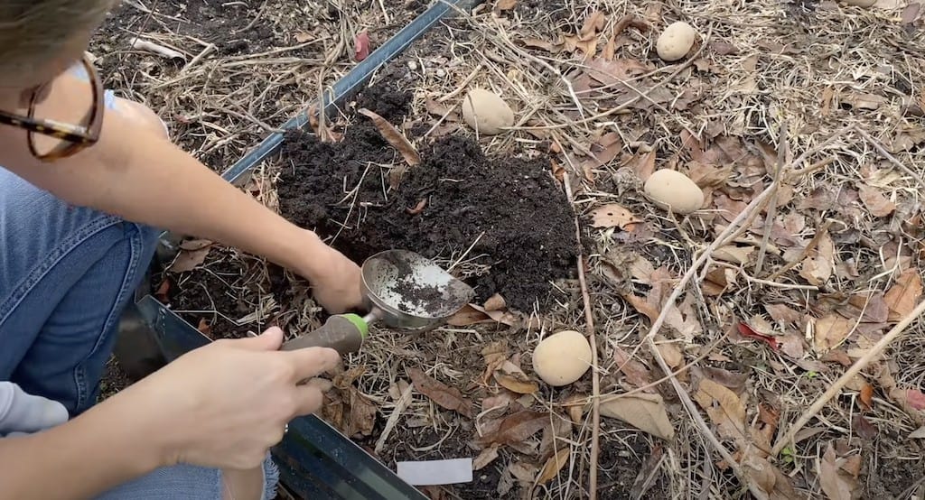 Direct Seeding Potatoes